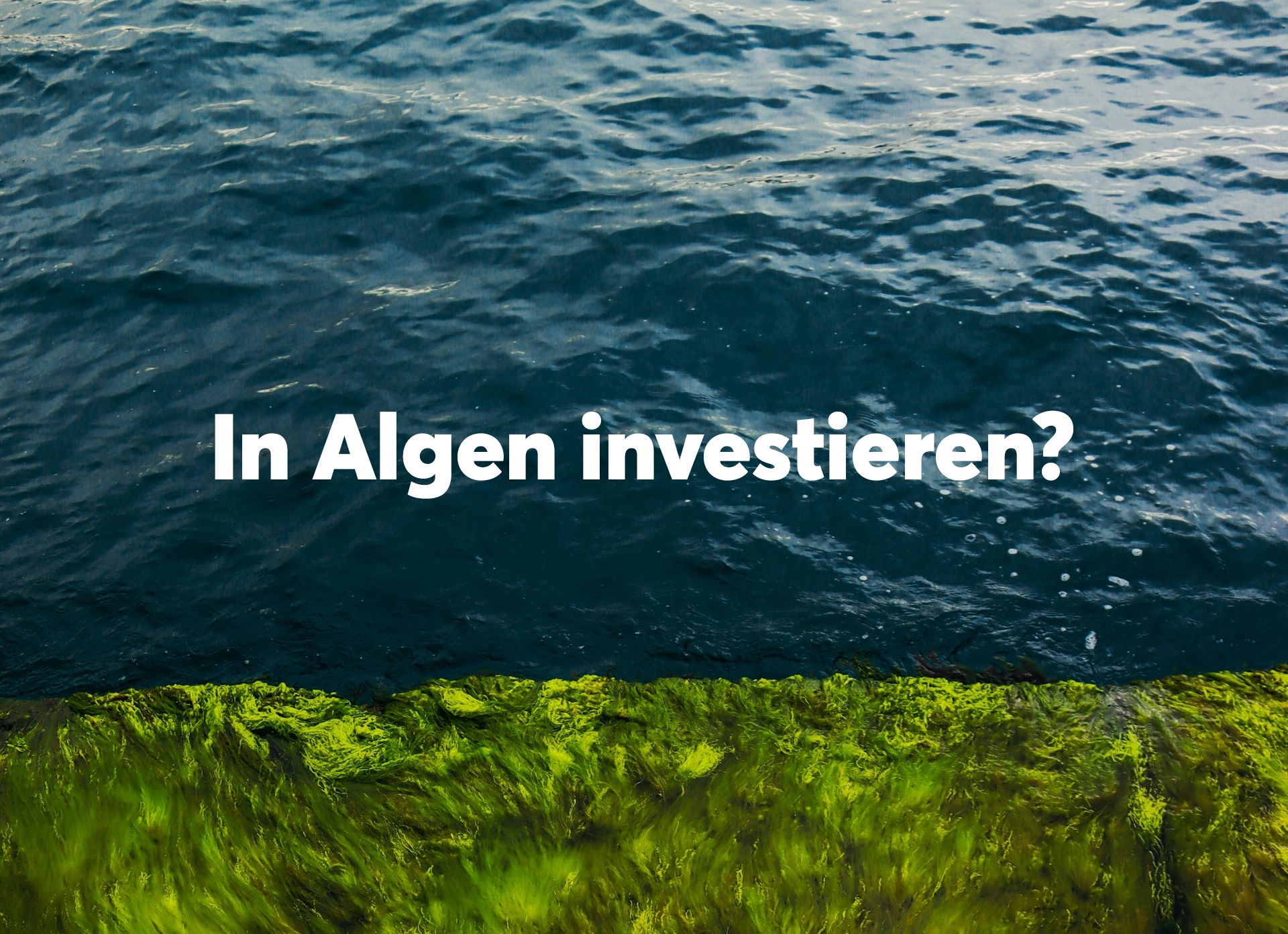 In Algen investieren